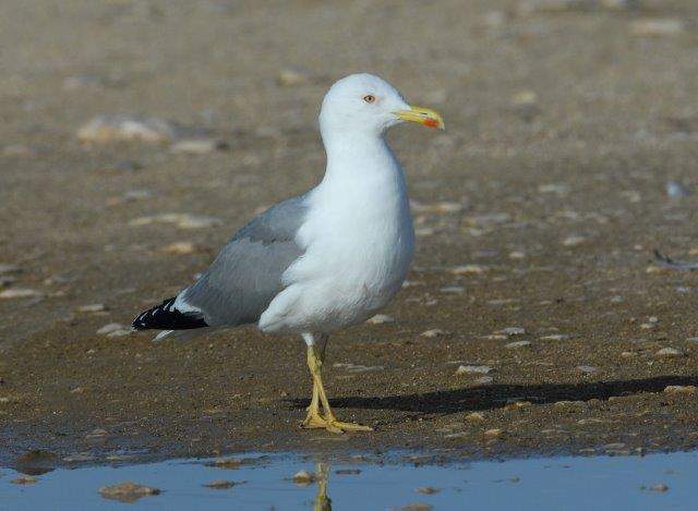 Yellow-legged Gull2