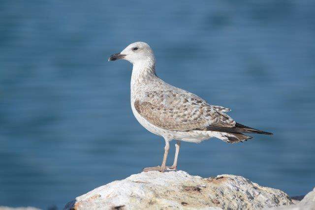 Yellow-legged Gull 1