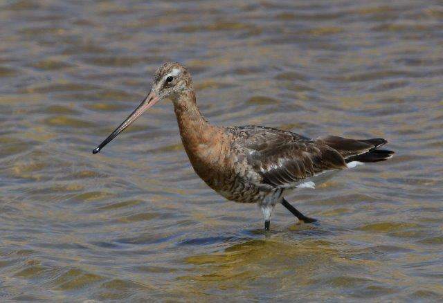 Black-tailed Godwit1