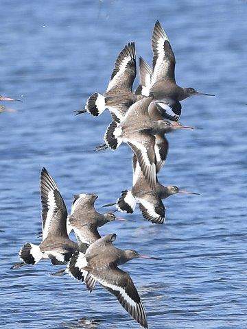 Black-tailed Godwit2