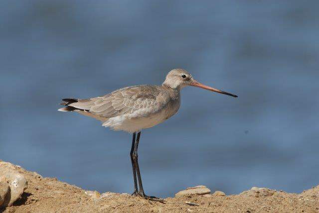 Black-tailed Godwit3
