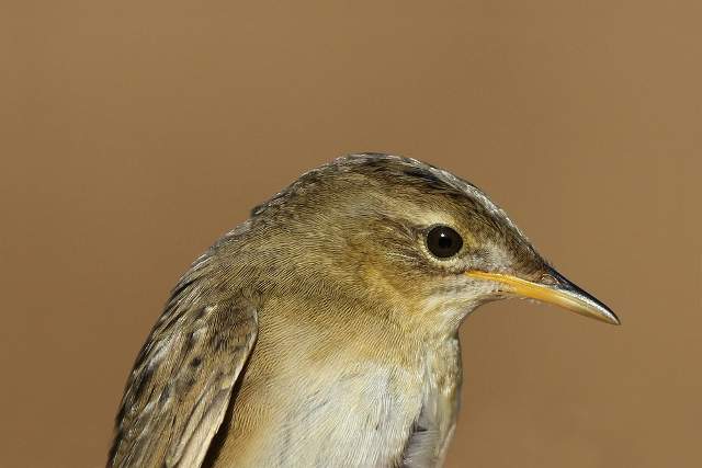 Grasshopper Warbler 1