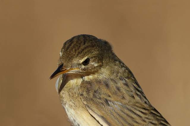 Grasshopper Warbler 2