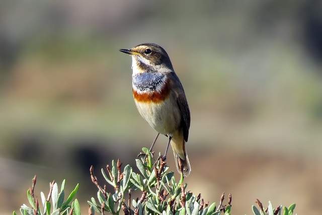 Bluethroat 1