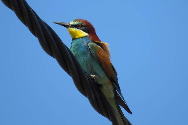 Bee Eater