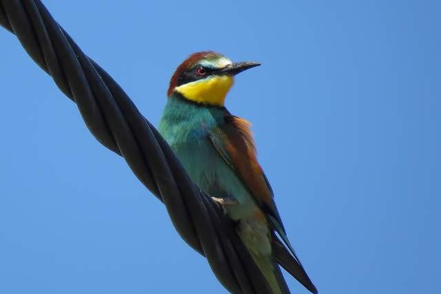 Bee Eater on a wire