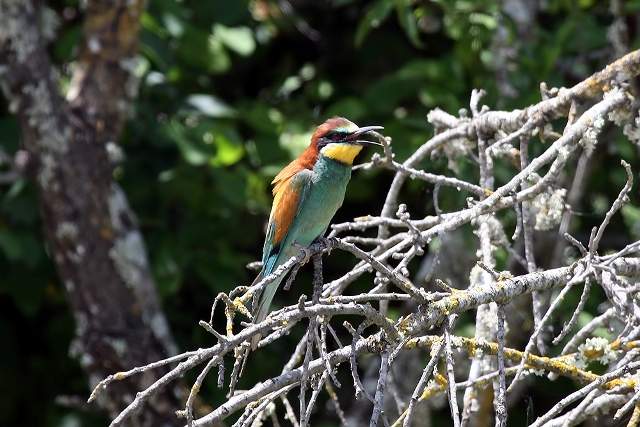 Bee Eater at rest