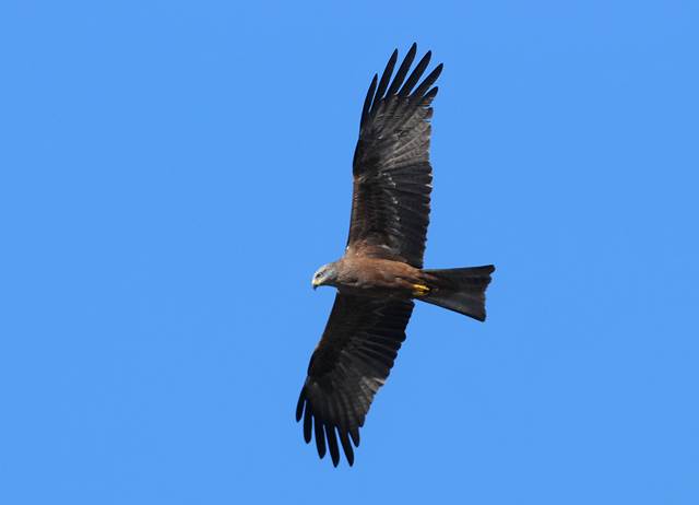 Black Kite 2