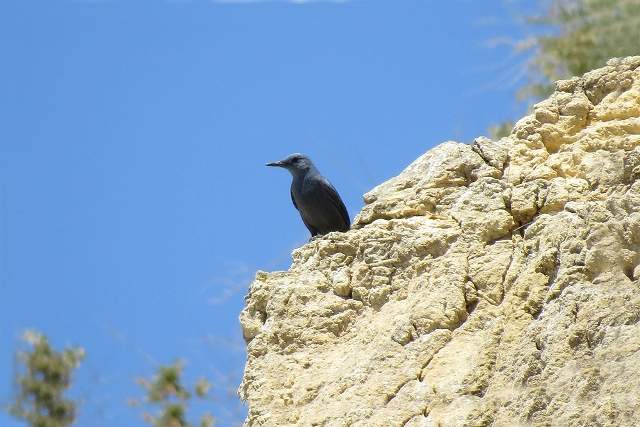 Blue rock Thrush