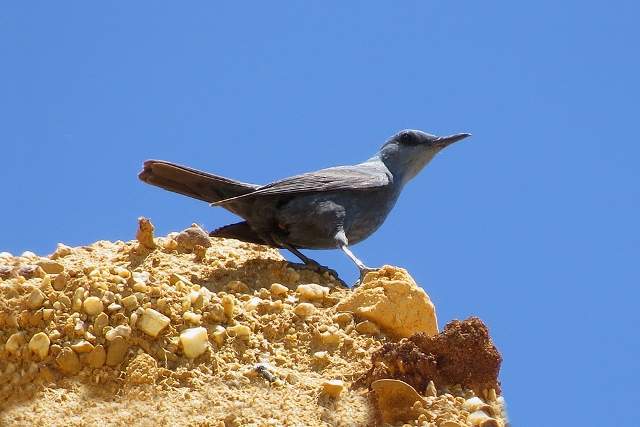 Blue Rock Thrush
