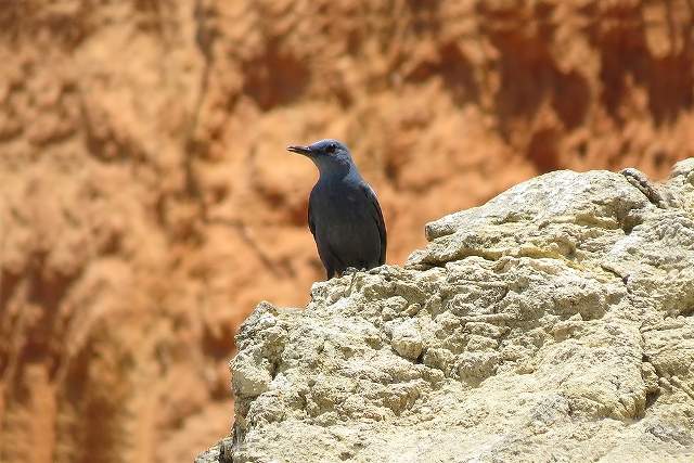 Blue Rock Thrush
