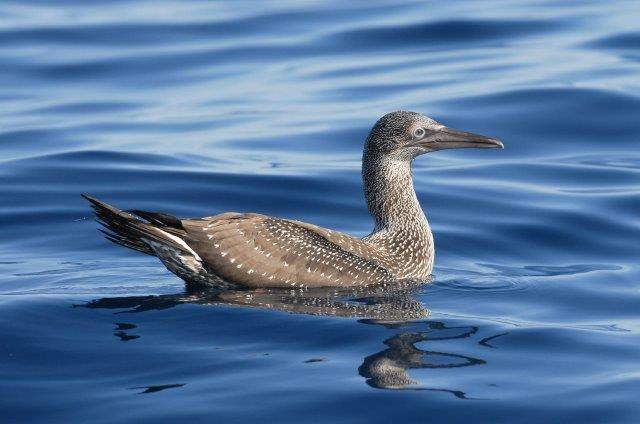 Northern Gannet1