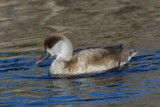 Red-crested Pochard2
