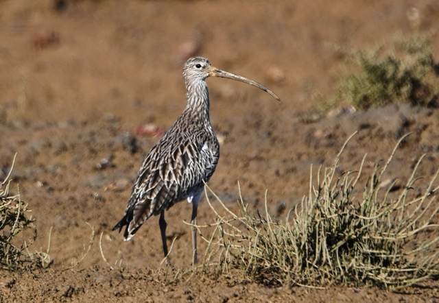 Eurasian Curlew 1