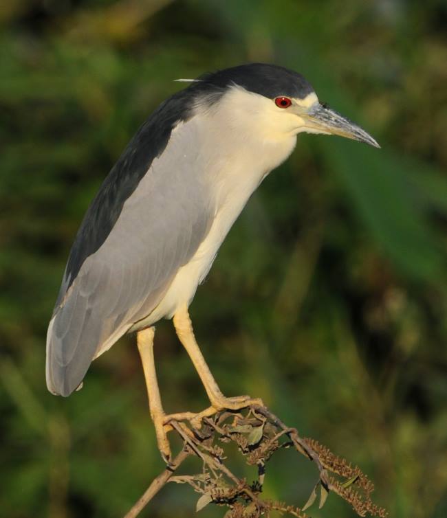 Night Heron adult