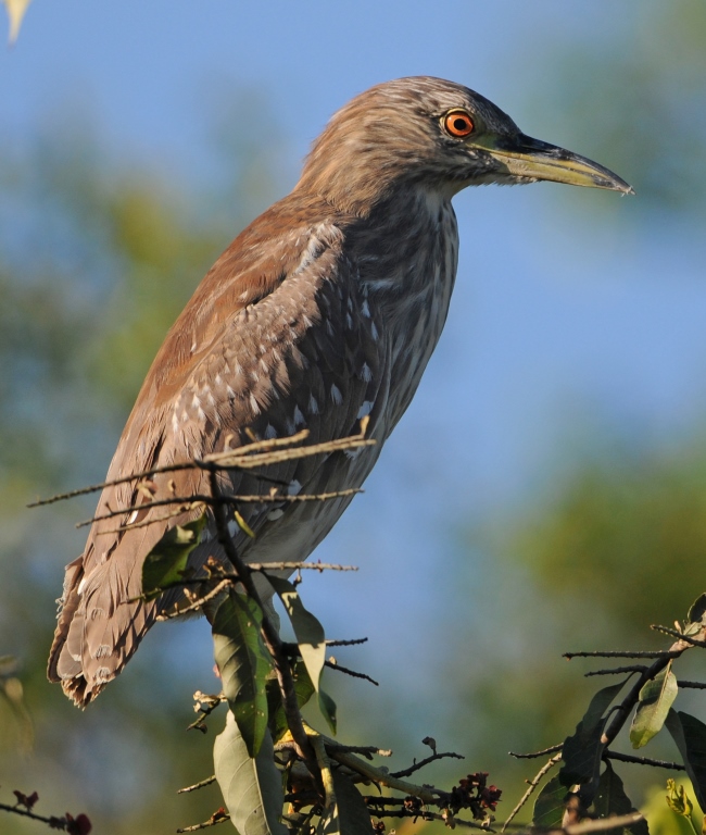 Night Heron juvenile