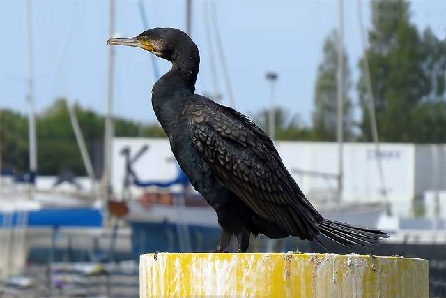 Great Cormorant