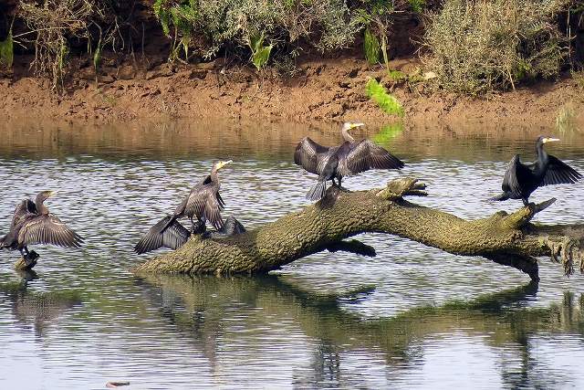 Cormorants