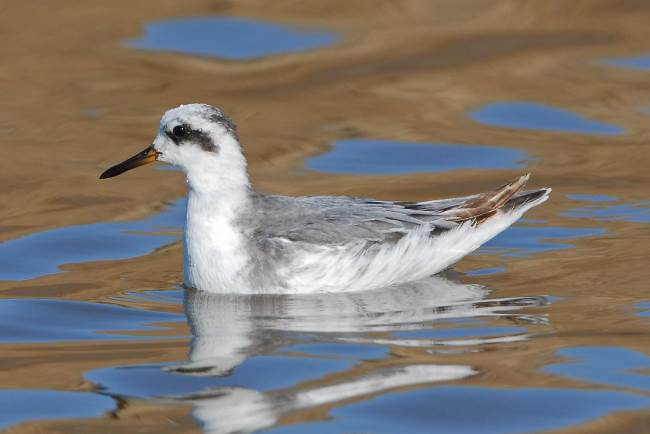 Grey Phalarope 1