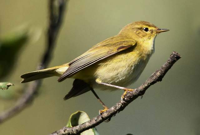Iberian Chiffchaff1