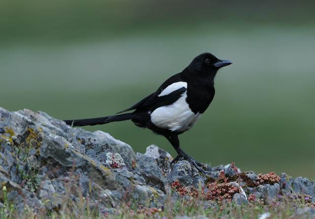 Eurasian Magpie