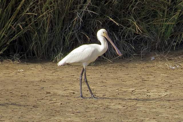 Spoonbill 1