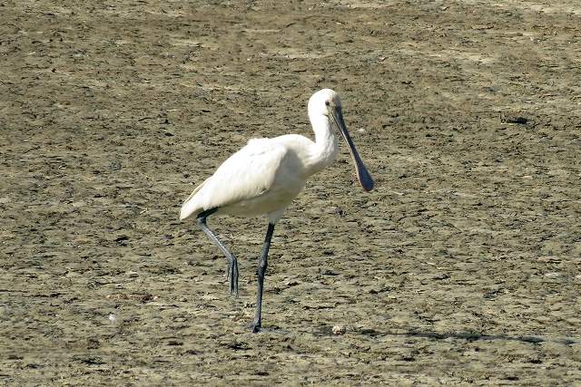 Spoonbill 2