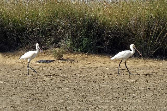 Spoonbill 3
