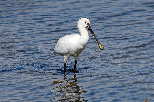 Spoonbill 4