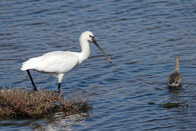 Spoonbill 5