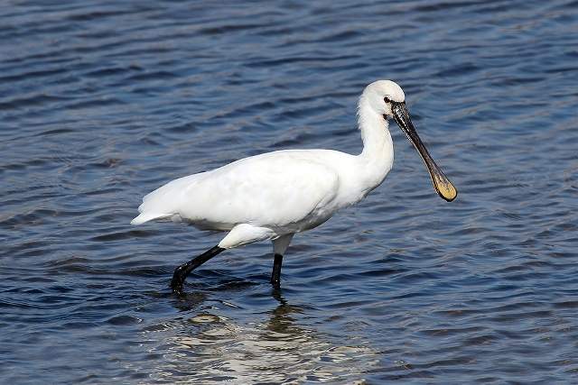 Spoonbill 6