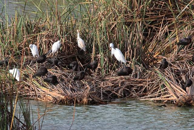 Glossy Ibis 2