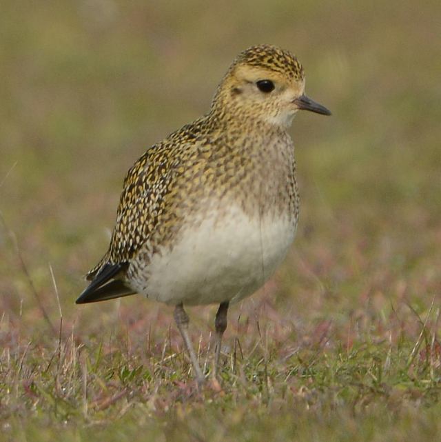 European Golden Plover - Pluvialis apricaria