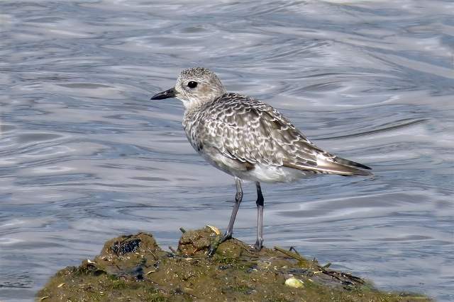 Grey Plover 1