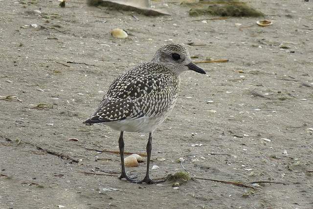 Grey Plover 2