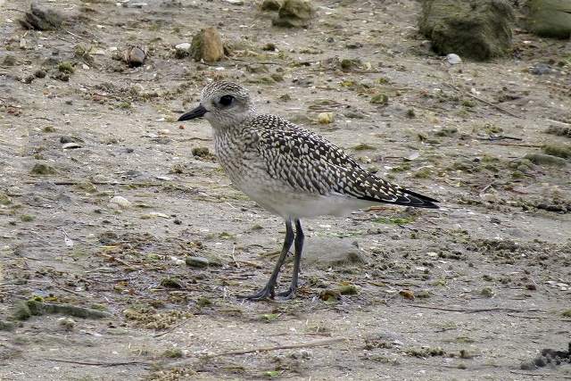 Grey Plover 3