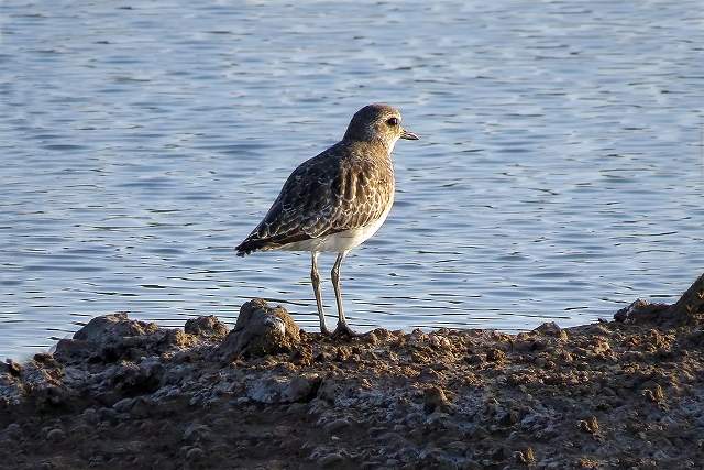 Grey Plover 4