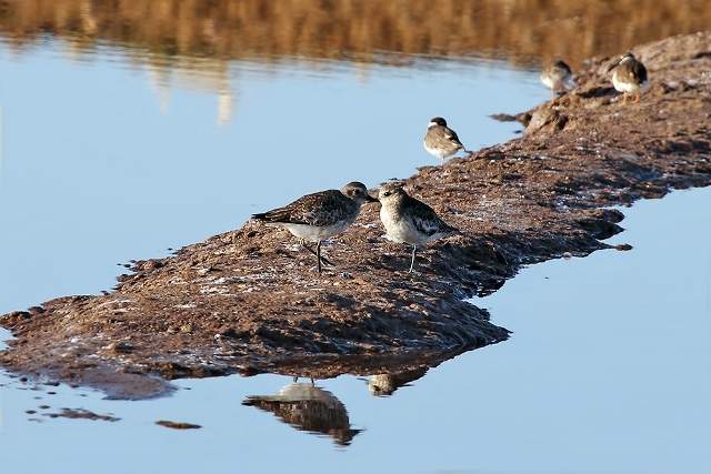 Grey Plovers 5