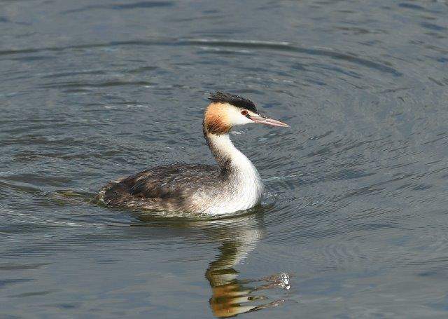 Great Crested Grebe 2