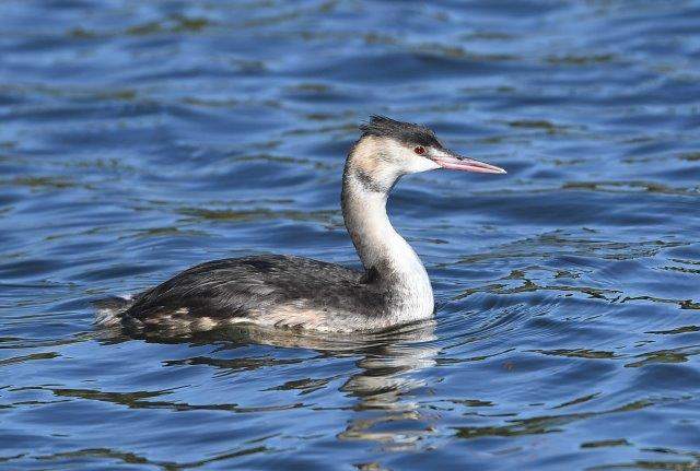 Great Crested Grebe 3