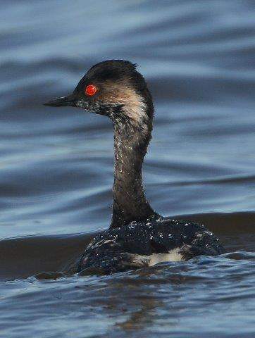 Black-necked Grebe2
