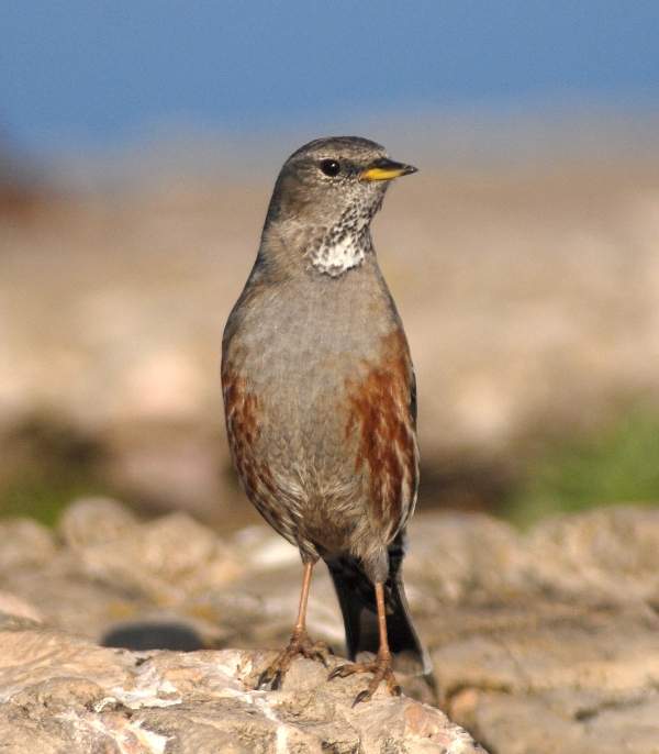 Alpine Accentor1 by Ray Tipper