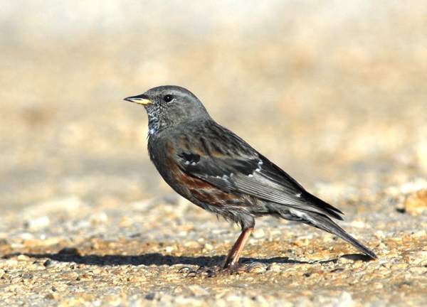 Alpine Accentor 2 by Ray Tipper