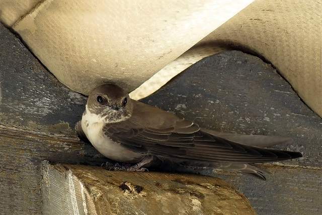 Crag Martin