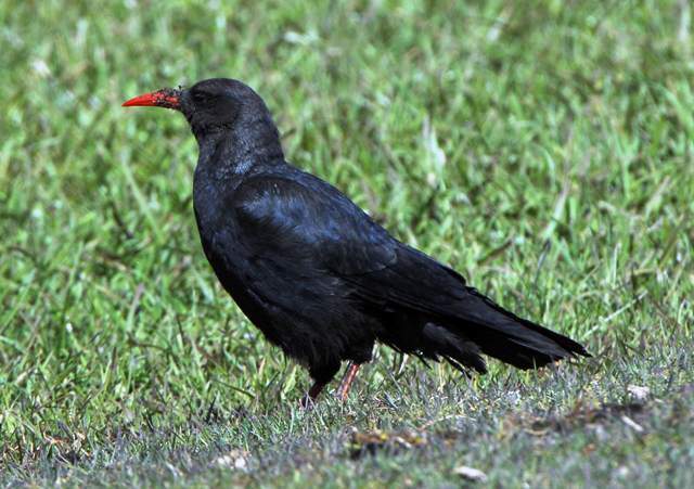 Red-billed Chough1