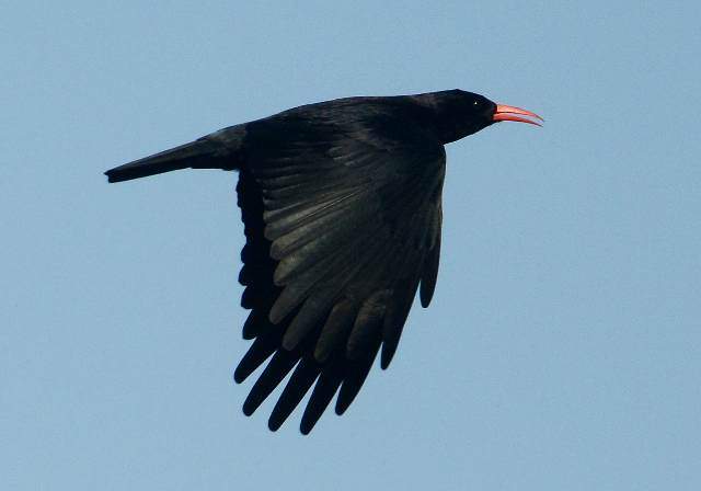 Red-billed Chough2