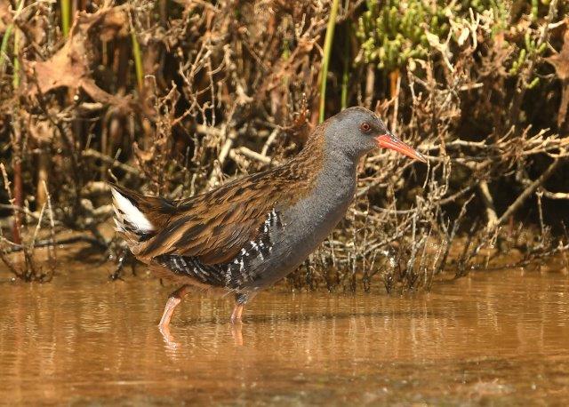 Water Rail - Rallus aquaticus