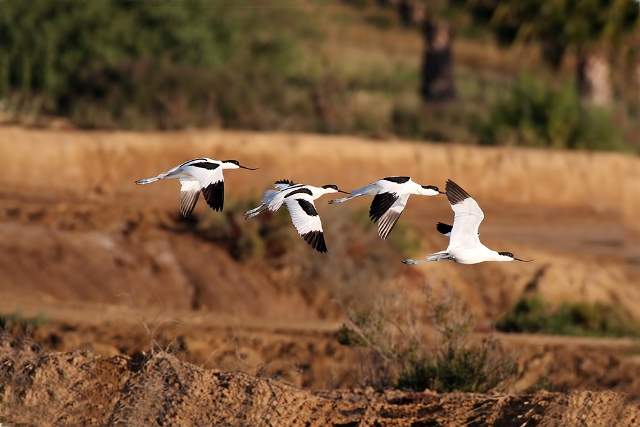 Avocets