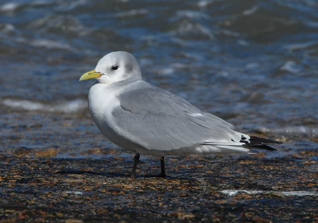Black-legged Kittiwake