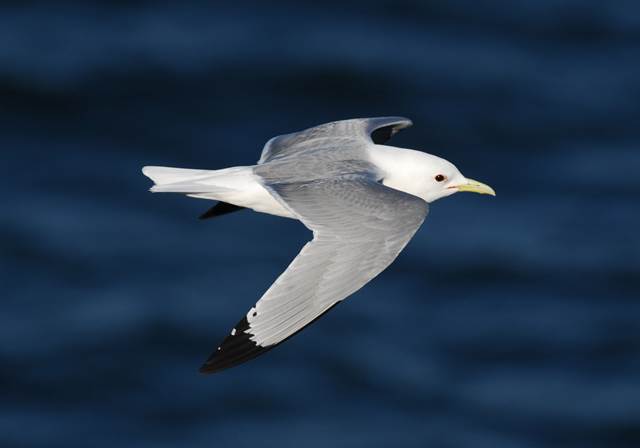 Black-legged Kittiwake2